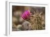 Hedgehog Cactus in Bloom, Red Rock Canyon Nca, Las Vegas, Nevada-Rob Sheppard-Framed Photographic Print