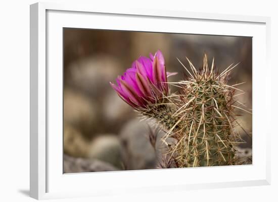 Hedgehog Cactus in Bloom, Red Rock Canyon Nca, Las Vegas, Nevada-Rob Sheppard-Framed Photographic Print