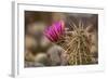 Hedgehog Cactus in Bloom, Red Rock Canyon Nca, Las Vegas, Nevada-Rob Sheppard-Framed Photographic Print