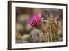 Hedgehog Cactus in Bloom, Red Rock Canyon Nca, Las Vegas, Nevada-Rob Sheppard-Framed Photographic Print