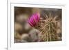 Hedgehog Cactus in Bloom, Red Rock Canyon Nca, Las Vegas, Nevada-Rob Sheppard-Framed Photographic Print