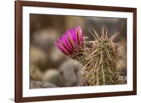 Hedgehog Cactus in Bloom, Red Rock Canyon Nca, Las Vegas, Nevada-Rob Sheppard-Framed Photographic Print