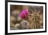 Hedgehog Cactus in Bloom, Red Rock Canyon Nca, Las Vegas, Nevada-Rob Sheppard-Framed Photographic Print