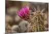 Hedgehog Cactus in Bloom, Red Rock Canyon Nca, Las Vegas, Nevada-Rob Sheppard-Mounted Photographic Print