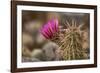 Hedgehog Cactus in Bloom, Red Rock Canyon Nca, Las Vegas, Nevada-Rob Sheppard-Framed Photographic Print