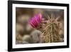 Hedgehog Cactus in Bloom, Red Rock Canyon Nca, Las Vegas, Nevada-Rob Sheppard-Framed Photographic Print