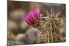 Hedgehog Cactus in Bloom, Red Rock Canyon Nca, Las Vegas, Nevada-Rob Sheppard-Mounted Photographic Print