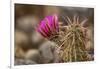 Hedgehog Cactus in Bloom, Red Rock Canyon Nca, Las Vegas, Nevada-Rob Sheppard-Framed Photographic Print