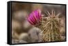 Hedgehog Cactus in Bloom, Red Rock Canyon Nca, Las Vegas, Nevada-Rob Sheppard-Framed Stretched Canvas