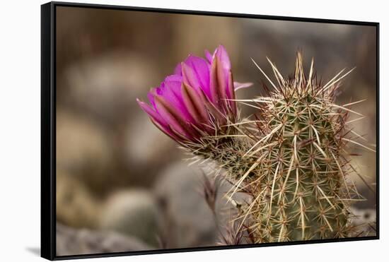 Hedgehog Cactus in Bloom, Red Rock Canyon Nca, Las Vegas, Nevada-Rob Sheppard-Framed Stretched Canvas
