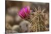 Hedgehog Cactus in Bloom, Red Rock Canyon Nca, Las Vegas, Nevada-Rob Sheppard-Stretched Canvas