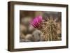 Hedgehog Cactus in Bloom, Red Rock Canyon Nca, Las Vegas, Nevada-Rob Sheppard-Framed Photographic Print