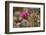 Hedgehog Cactus in Bloom, Red Rock Canyon Nca, Las Vegas, Nevada-Rob Sheppard-Framed Photographic Print