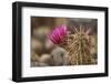 Hedgehog Cactus in Bloom, Red Rock Canyon Nca, Las Vegas, Nevada-Rob Sheppard-Framed Photographic Print