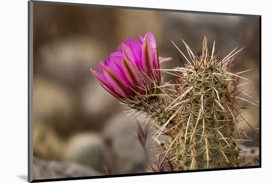 Hedgehog Cactus in Bloom, Red Rock Canyon Nca, Las Vegas, Nevada-Rob Sheppard-Mounted Photographic Print