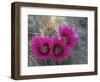 Hedgehog Cactus in Bloom, Saguaro National Park, Arizona, Usa-John Barger-Framed Photographic Print