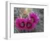 Hedgehog Cactus in Bloom, Saguaro National Park, Arizona, Usa-John Barger-Framed Photographic Print