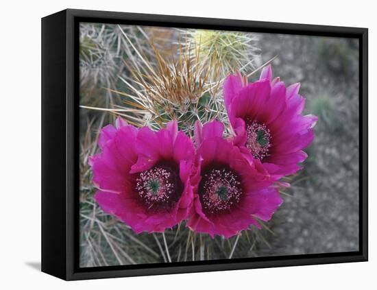 Hedgehog Cactus in Bloom, Saguaro National Park, Arizona, Usa-John Barger-Framed Stretched Canvas