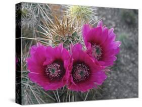 Hedgehog Cactus in Bloom, Saguaro National Park, Arizona, Usa-John Barger-Stretched Canvas