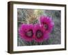 Hedgehog Cactus in Bloom, Saguaro National Park, Arizona, Usa-John Barger-Framed Photographic Print