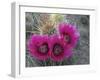 Hedgehog Cactus in Bloom, Saguaro National Park, Arizona, Usa-John Barger-Framed Photographic Print