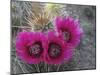 Hedgehog Cactus in Bloom, Saguaro National Park, Arizona, Usa-John Barger-Mounted Photographic Print