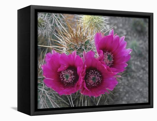 Hedgehog Cactus in Bloom, Saguaro National Park, Arizona, Usa-John Barger-Framed Stretched Canvas