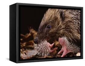 Hedgehog Carrying Newborn to New Nest (Erinaceus Europaeus), UK-Jane Burton-Framed Stretched Canvas