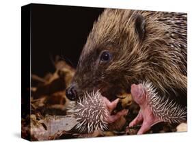 Hedgehog Carrying Newborn to New Nest (Erinaceus Europaeus), UK-Jane Burton-Stretched Canvas