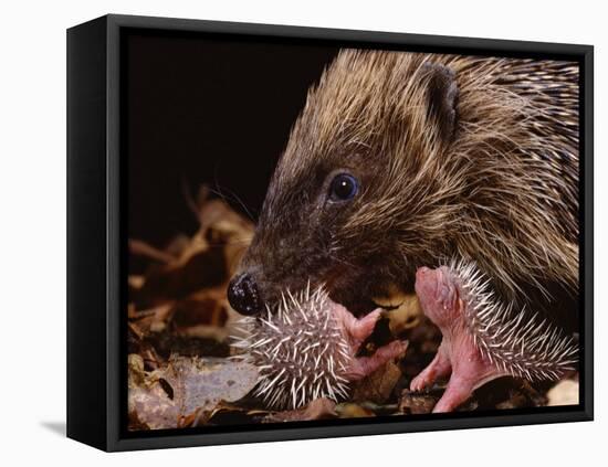 Hedgehog Carrying Newborn to New Nest (Erinaceus Europaeus), UK-Jane Burton-Framed Stretched Canvas