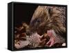 Hedgehog Carrying Newborn to New Nest (Erinaceus Europaeus), UK-Jane Burton-Framed Stretched Canvas