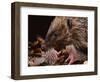 Hedgehog Carrying Newborn to New Nest (Erinaceus Europaeus), UK-Jane Burton-Framed Premium Photographic Print