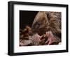Hedgehog Carrying Newborn to New Nest (Erinaceus Europaeus), UK-Jane Burton-Framed Premium Photographic Print