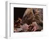 Hedgehog Carrying Newborn to New Nest (Erinaceus Europaeus), UK-Jane Burton-Framed Premium Photographic Print