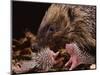 Hedgehog Carrying Newborn to New Nest (Erinaceus Europaeus), UK-Jane Burton-Mounted Premium Photographic Print