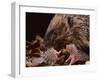 Hedgehog Carrying Newborn to New Nest (Erinaceus Europaeus), UK-Jane Burton-Framed Premium Photographic Print