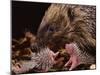 Hedgehog Carrying Newborn to New Nest (Erinaceus Europaeus), UK-Jane Burton-Mounted Premium Photographic Print