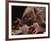 Hedgehog Carrying Newborn to New Nest (Erinaceus Europaeus), UK-Jane Burton-Framed Photographic Print