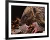 Hedgehog Carrying Newborn to New Nest (Erinaceus Europaeus), UK-Jane Burton-Framed Photographic Print