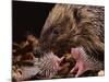 Hedgehog Carrying Newborn to New Nest (Erinaceus Europaeus), UK-Jane Burton-Mounted Photographic Print