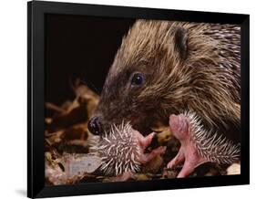 Hedgehog Carrying Newborn to New Nest (Erinaceus Europaeus), UK-Jane Burton-Framed Photographic Print