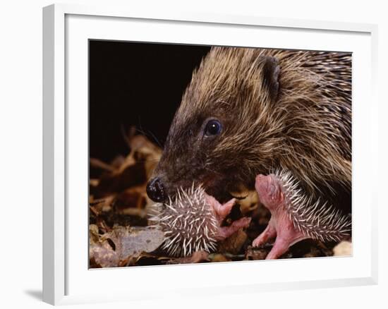 Hedgehog Carrying Newborn to New Nest (Erinaceus Europaeus), UK-Jane Burton-Framed Photographic Print