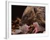 Hedgehog Carrying Newborn to New Nest (Erinaceus Europaeus), UK-Jane Burton-Framed Photographic Print