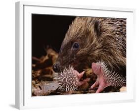 Hedgehog Carrying Newborn to New Nest (Erinaceus Europaeus), UK-Jane Burton-Framed Photographic Print