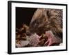 Hedgehog Carrying Newborn to New Nest (Erinaceus Europaeus), UK-Jane Burton-Framed Photographic Print