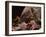 Hedgehog Carrying Newborn to New Nest (Erinaceus Europaeus), UK-Jane Burton-Framed Photographic Print