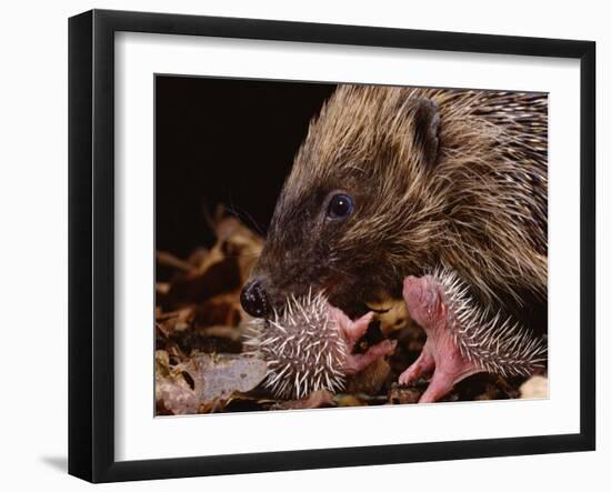 Hedgehog Carrying Newborn to New Nest (Erinaceus Europaeus), UK-Jane Burton-Framed Photographic Print