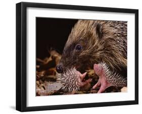 Hedgehog Carrying Newborn to New Nest (Erinaceus Europaeus), UK-Jane Burton-Framed Photographic Print