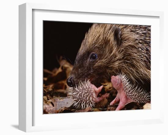 Hedgehog Carrying Newborn to New Nest (Erinaceus Europaeus), UK-Jane Burton-Framed Photographic Print