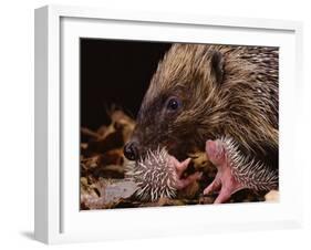 Hedgehog Carrying Newborn to New Nest (Erinaceus Europaeus), UK-Jane Burton-Framed Photographic Print